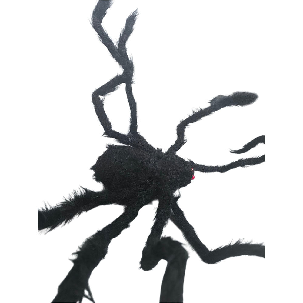 Giant Furry Black Spider with Red Eyes